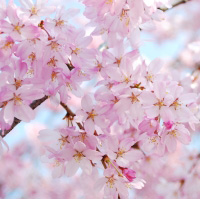Hanami aneb Svátek kvetoucích sakur