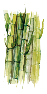 Bambus obrovský                                   