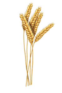 Pšenice obecná                                    