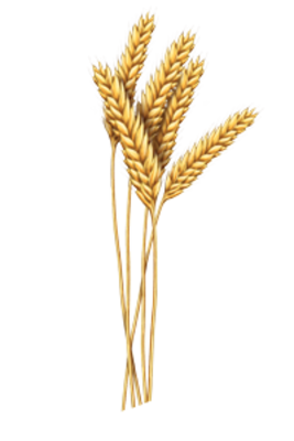 Pšenice obecná